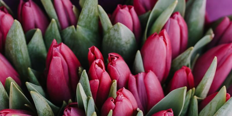 a bouquet of red tulips